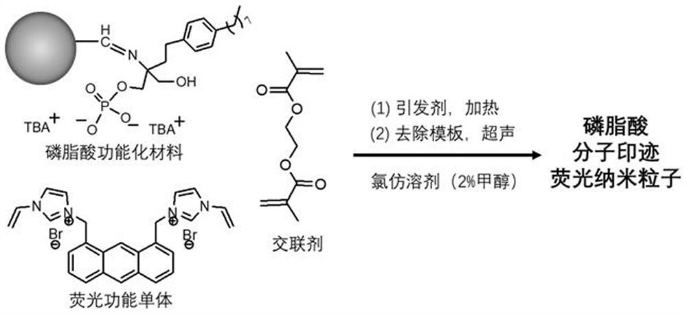 A kind of phosphatidic acid molecularly imprinted fluorescent nanoparticle and its preparation method