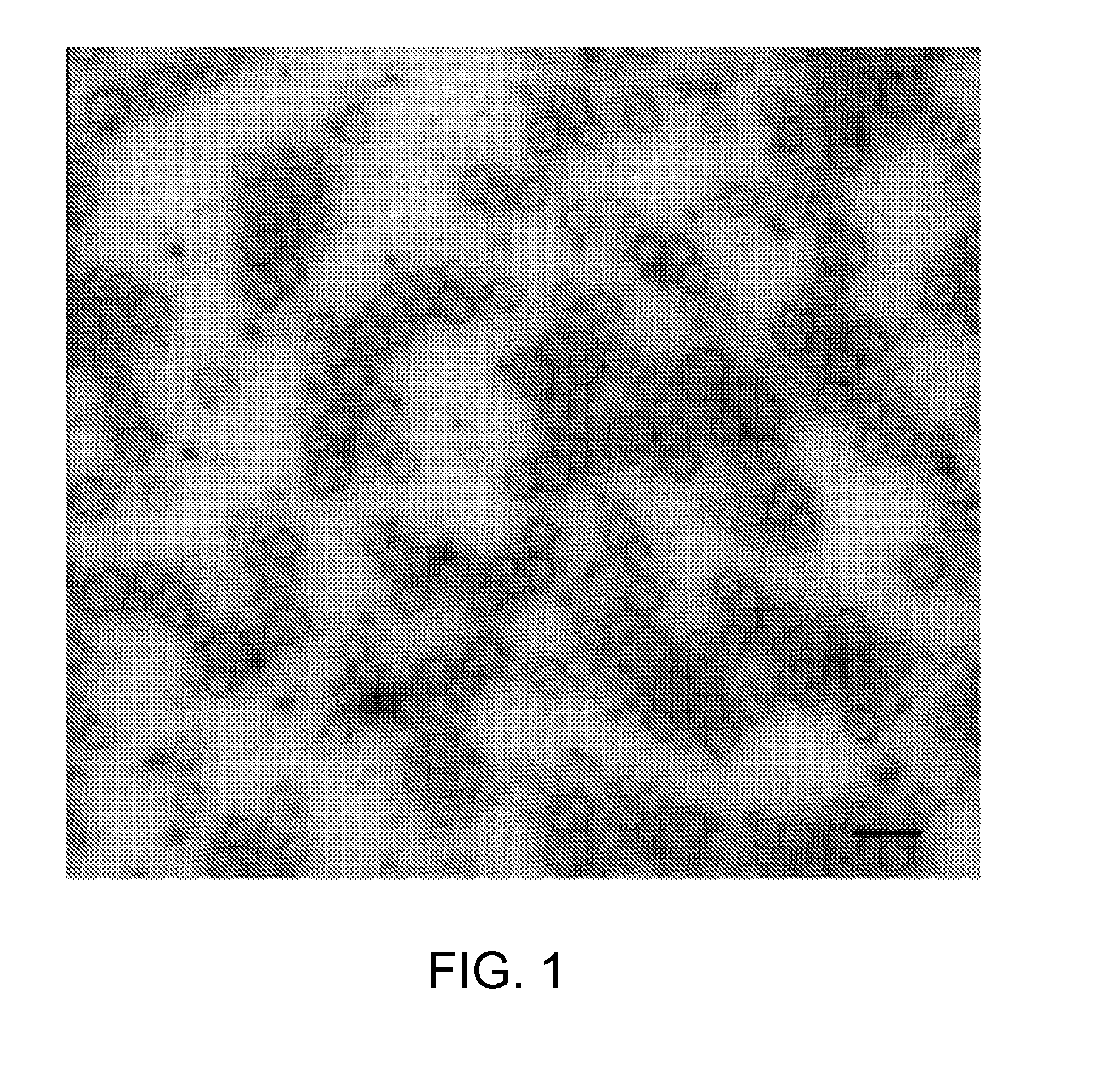 Extraction, purification, and processing of phytoglycogen