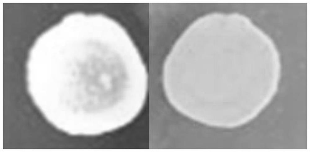 Streptomyces castanea strain CPAT-W03 and application thereof