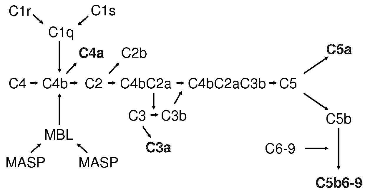 Complement factor B analogs and their uses