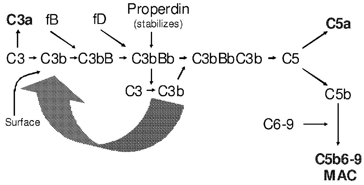 Complement factor B analogs and their uses