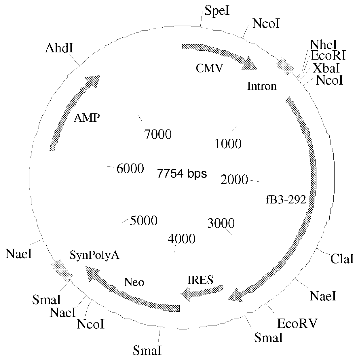 Complement factor B analogs and their uses