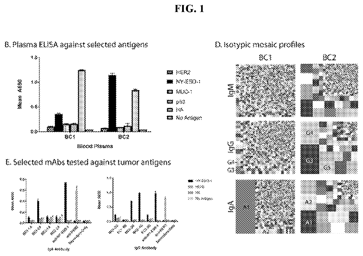 Tumor specific antibodies and t-cell receptors and methods of identifying the same