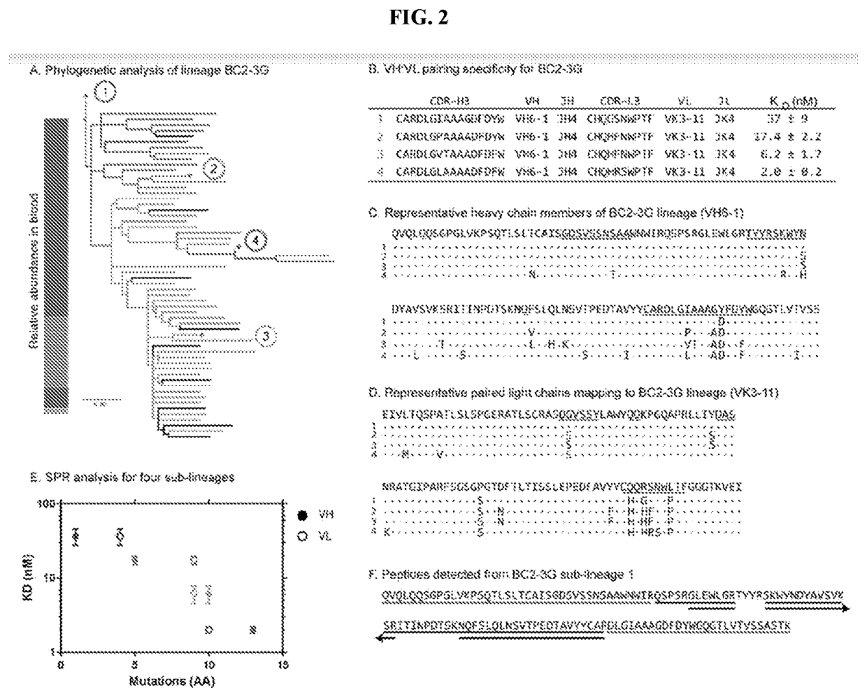 Tumor specific antibodies and t-cell receptors and methods of identifying the same