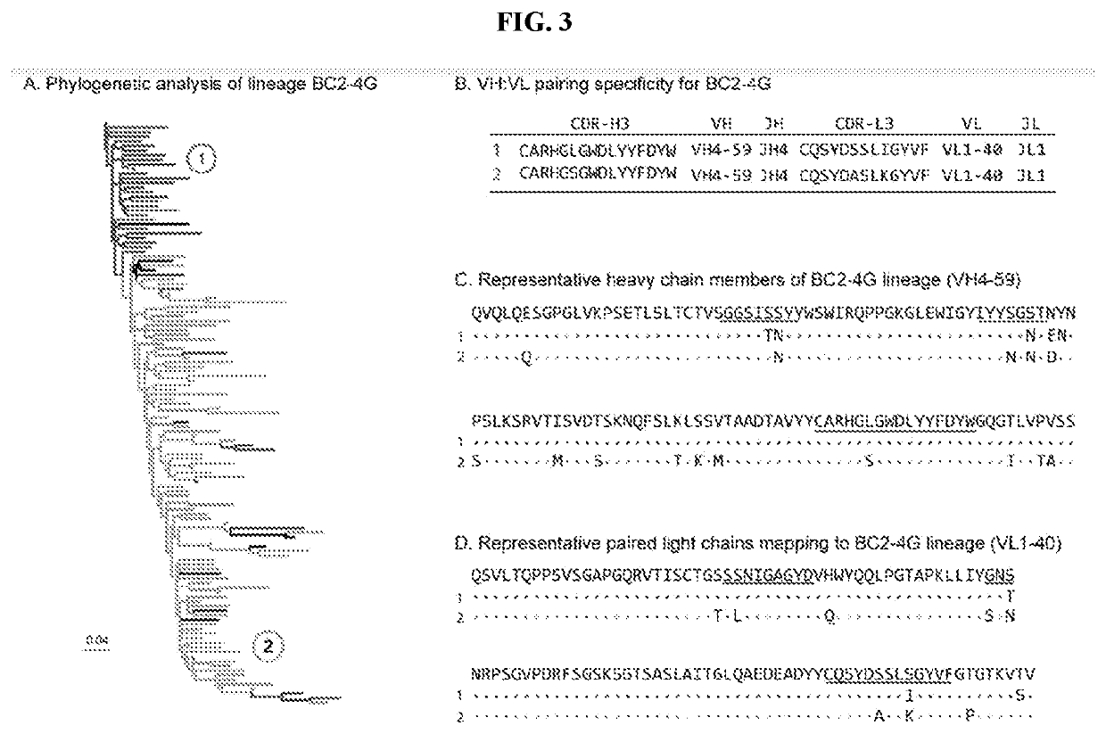 Tumor specific antibodies and t-cell receptors and methods of identifying the same