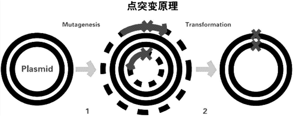 Soluble expression increased bacillus pumilus W3 CotA laccase composite mutant