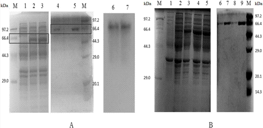 Soluble expression increased bacillus pumilus W3 CotA laccase composite mutant