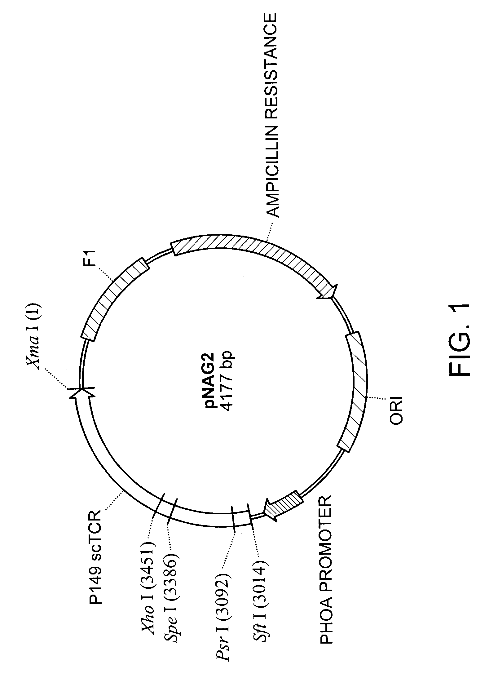 P53 binding t cell receptor molecules