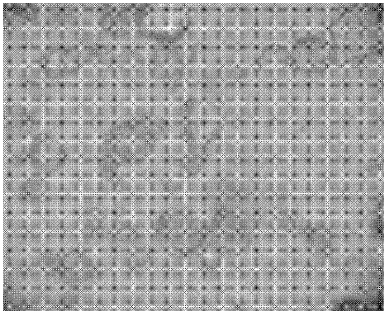 Extraction and fusion method for strawberry protoplast