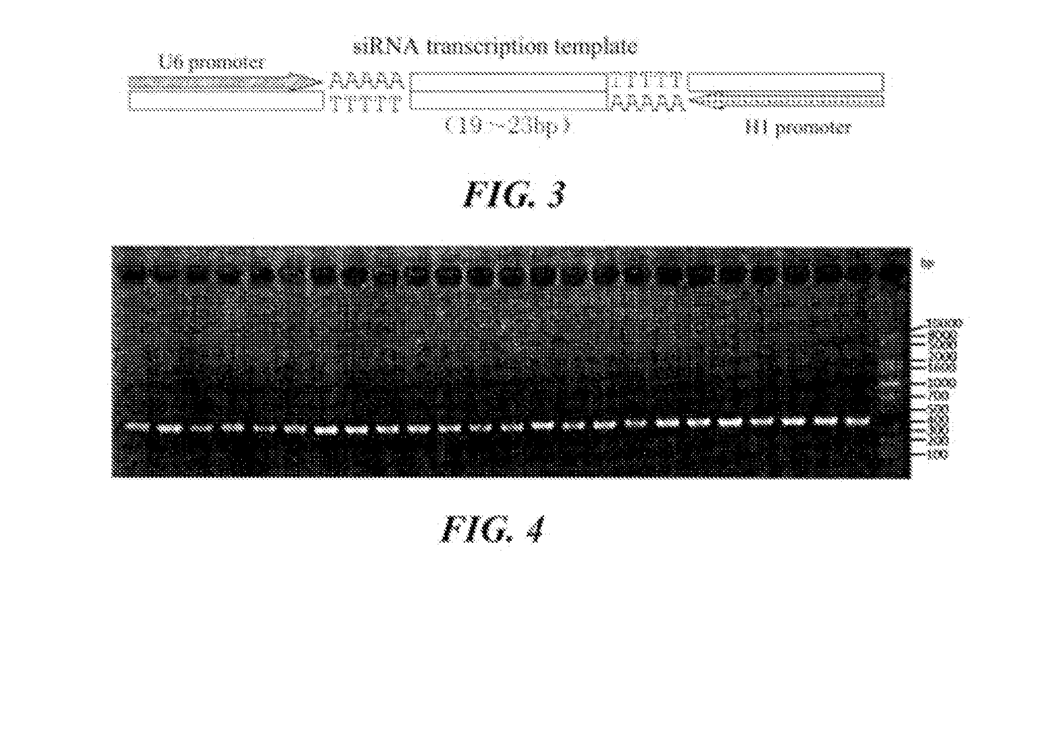 Sirna molecule for inhibiting growth of melanin and application thereof