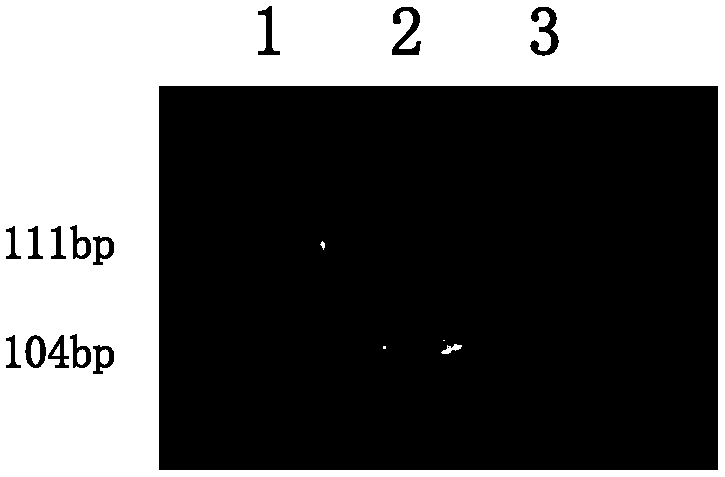 Molecular Marker and Application of Rice Glue Consistency Control Gene sbe1