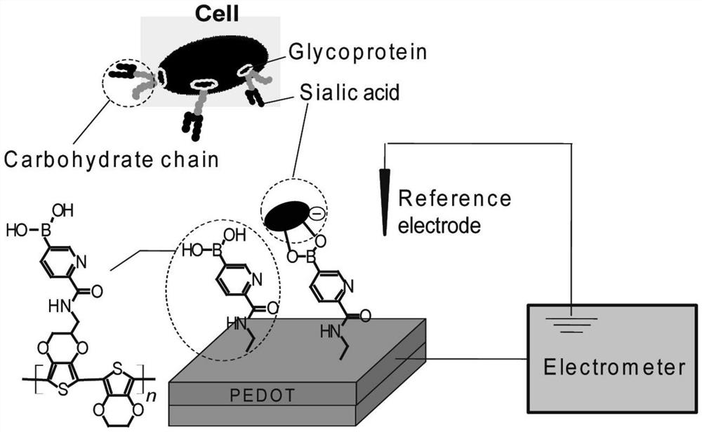 A kind of preparation method of sialic acid recognition conductive polymer precursor