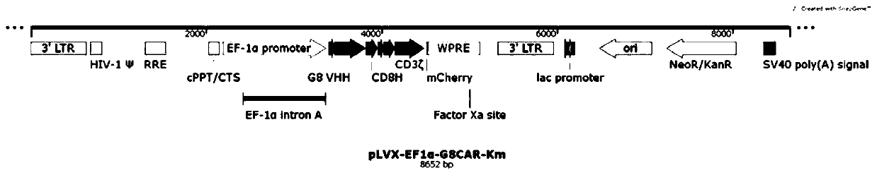 A chimeric antigen receptor targeting bcma and its application