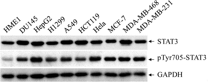 Antineoplastic drug screening cell model utilizing STAT3 as target and creation and application thereof