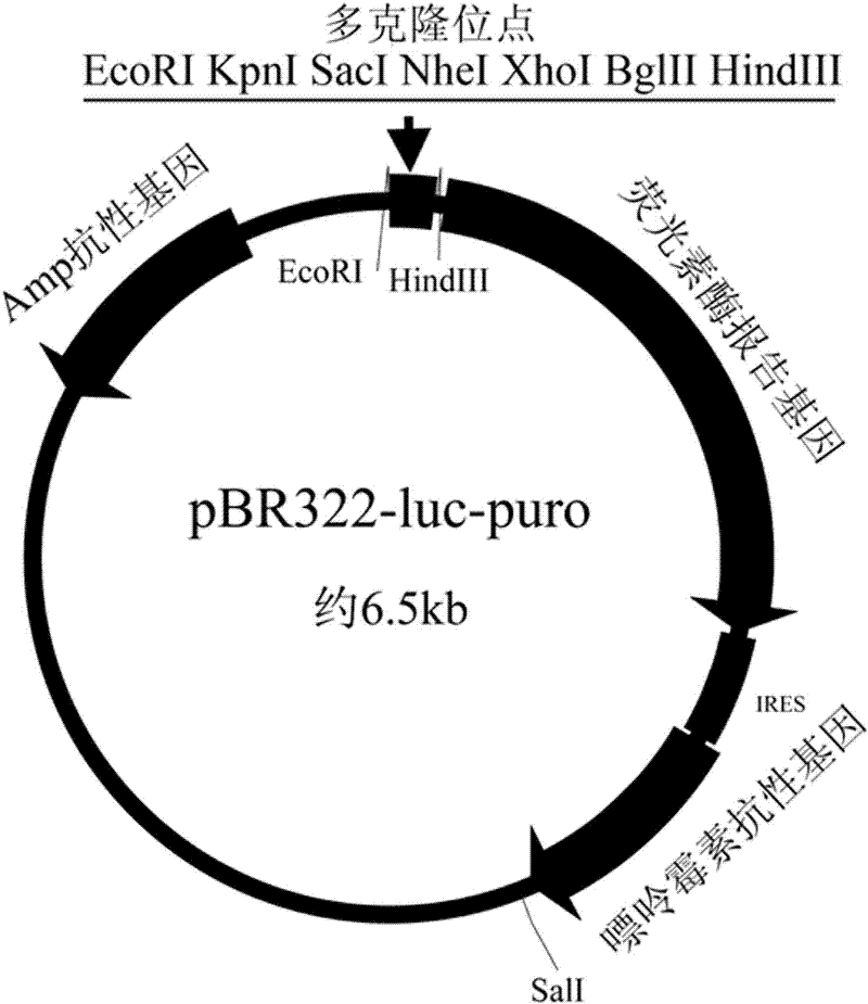 Antineoplastic drug screening cell model utilizing STAT3 as target and creation and application thereof