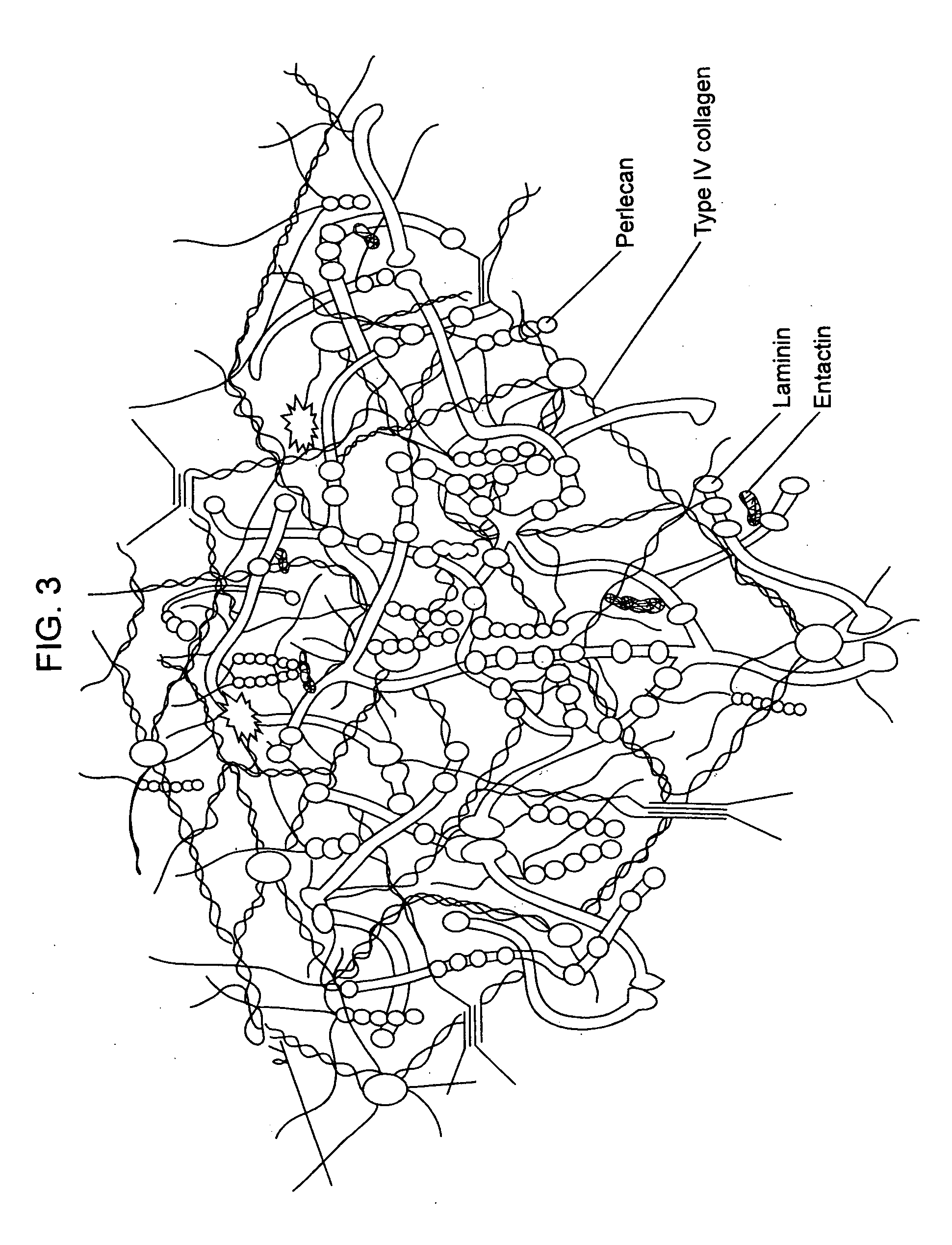 Compositions for regenerating defective or absent myocardium