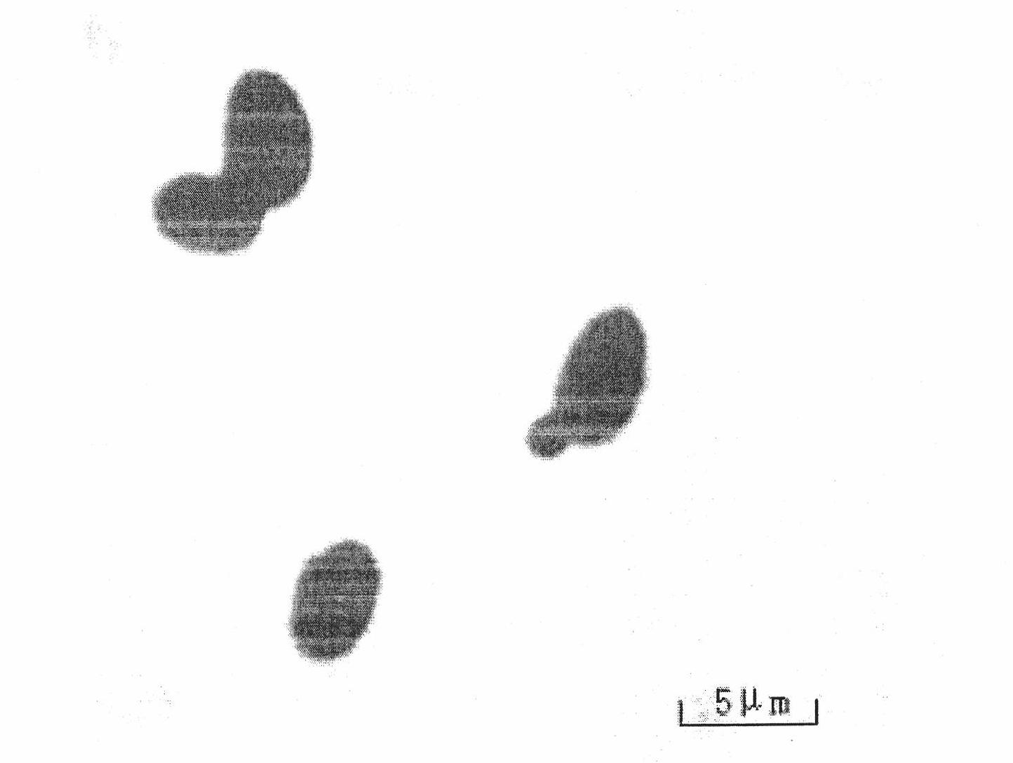 Yeast and application thereof in the weak alkaline treatment of vegetable-pickling waste water