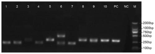 Dnmt3b gene deficient type CHO (Chinese hamster ovary) cell line, preparation method and application thereof and recombinant protein expression system