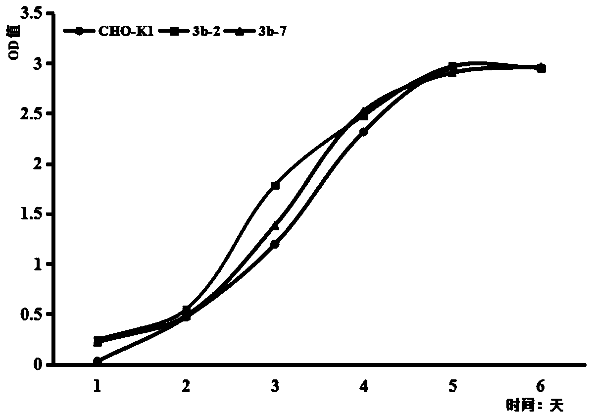 Dnmt3b gene deficient type CHO (Chinese hamster ovary) cell line, preparation method and application thereof and recombinant protein expression system