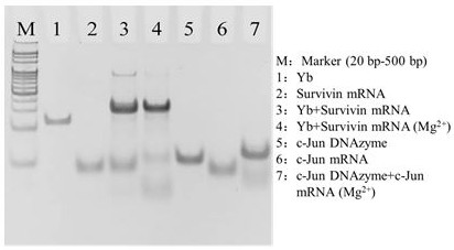 An integrated nano-reagent for cancer diagnosis and treatment and its preparation method and application