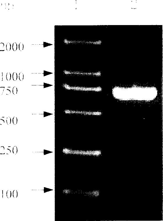 Fusion immunotoxin ML-L-SEC2 and gene and its preparation