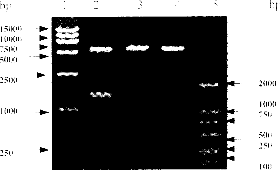 Fusion immunotoxin ML-L-SEC2 and gene and its preparation