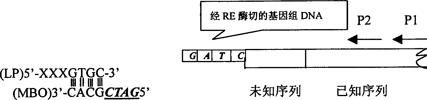 Method for determining bilateral missing sequence of defined DNA sequence utilizing PCR