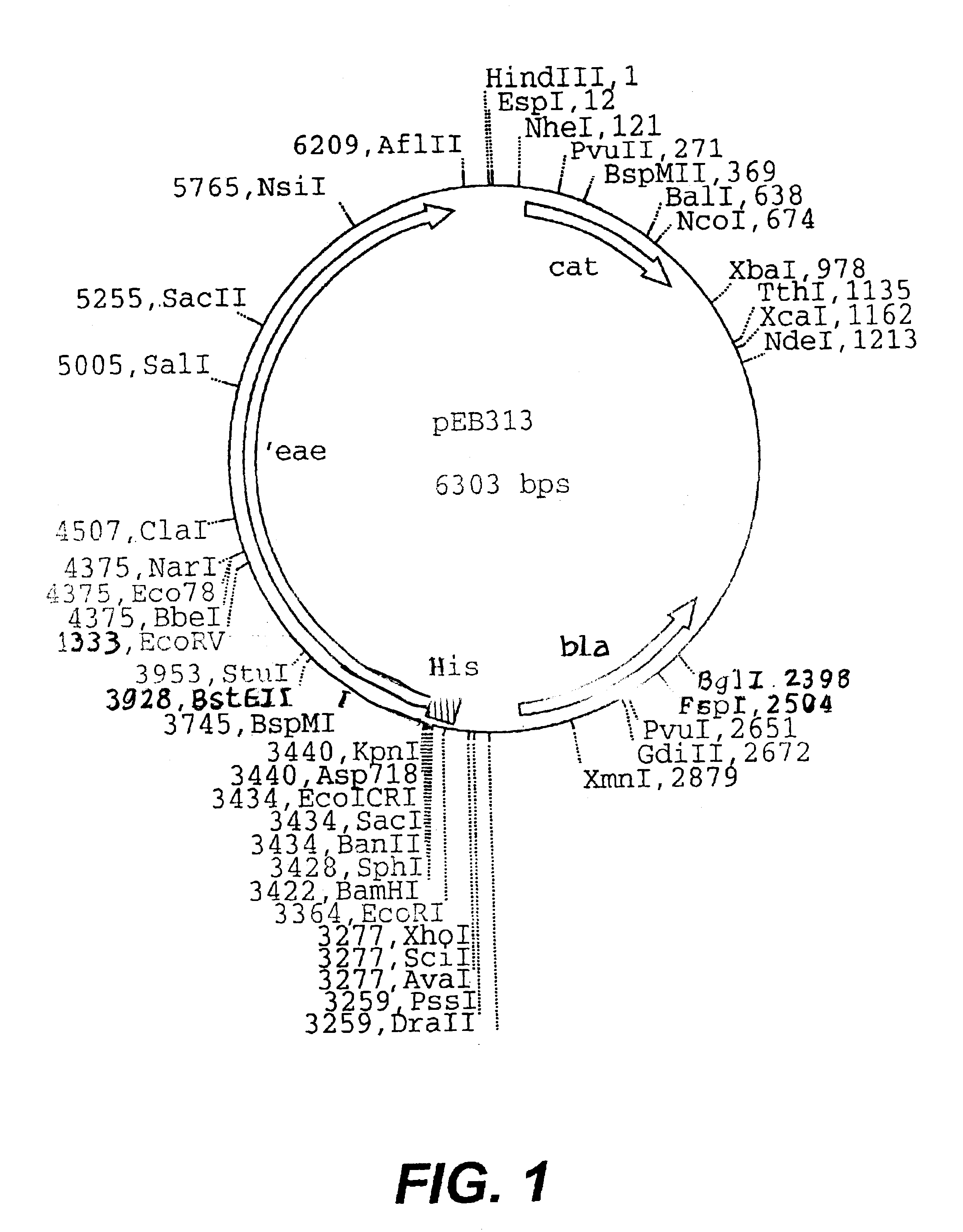 Method of stimulating an immune response by administration of host organisms that express intimin alone or as a fusion protein with one or more other antigens