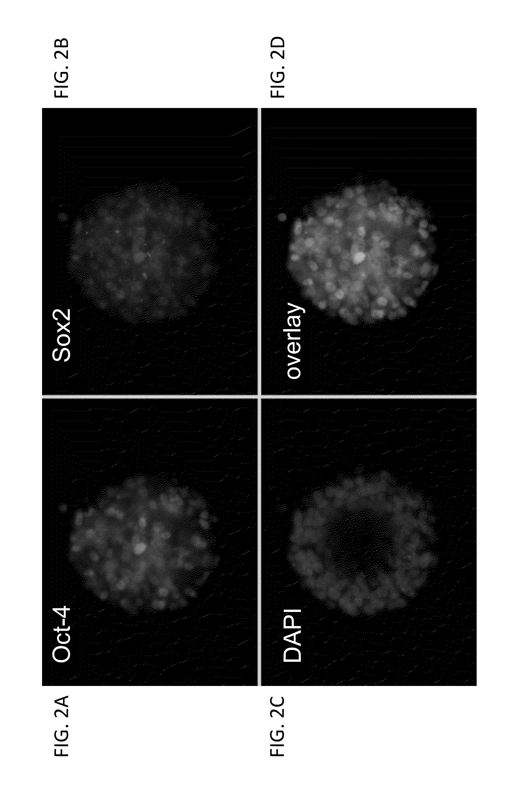 Methods and compositions for the targeted modification of a genome