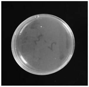 Method for preparing medical antimicrobial dressing