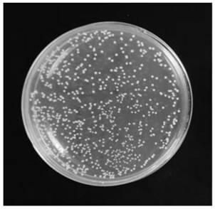 Method for preparing medical antimicrobial dressing