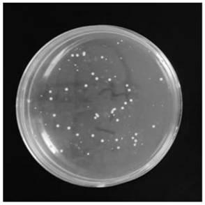 Method for preparing medical antimicrobial dressing