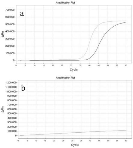 LAMP primer group, kit and method for detecting capsule histoplasma capsulatum