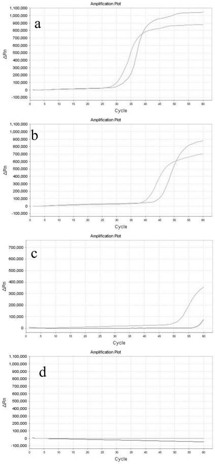 LAMP primer group, kit and method for detecting capsule histoplasma capsulatum