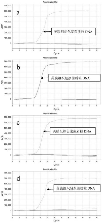 LAMP primer group, kit and method for detecting capsule histoplasma capsulatum