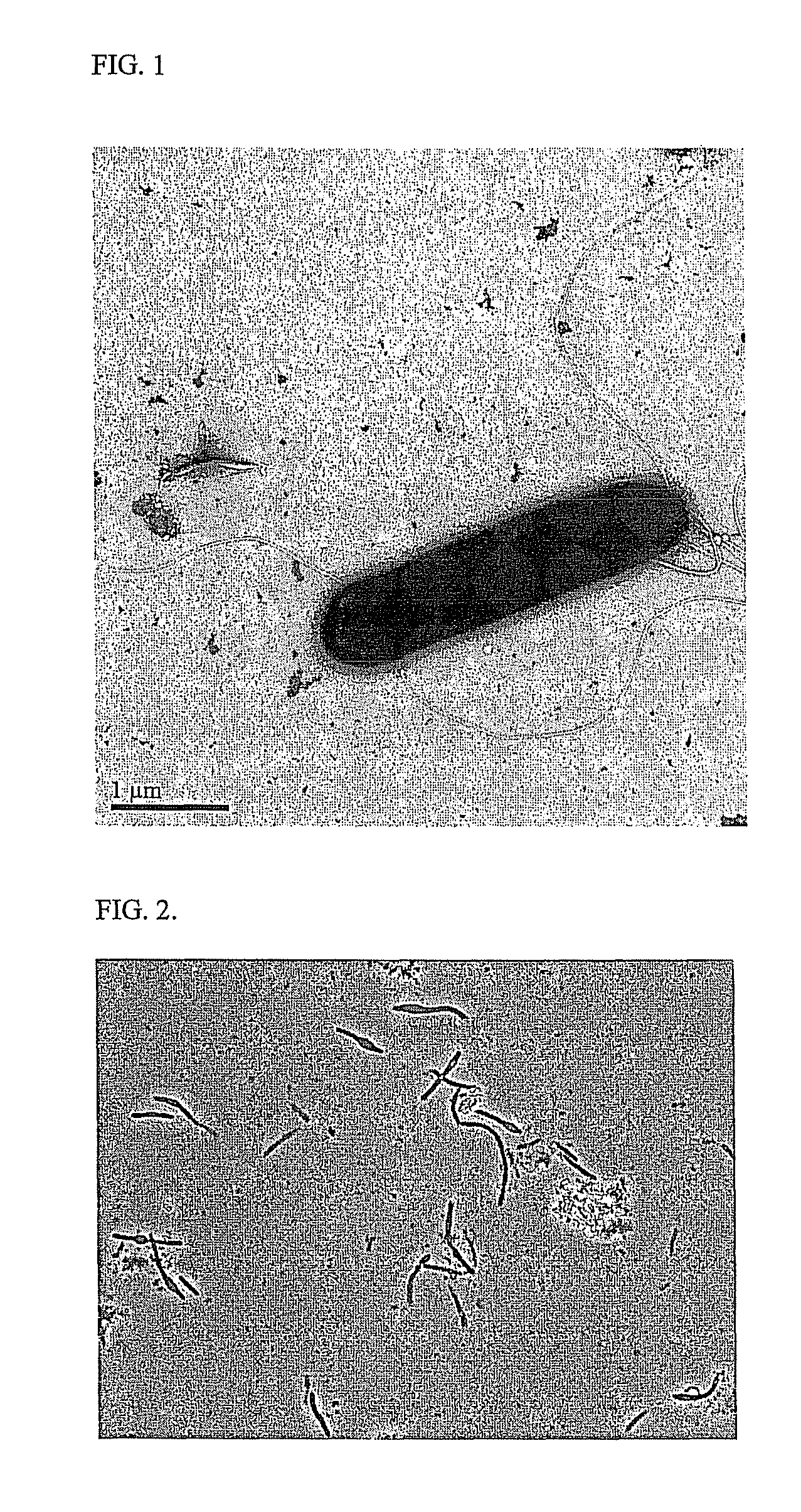 Ethanologenic Clostridium species, Clostridium coskatii