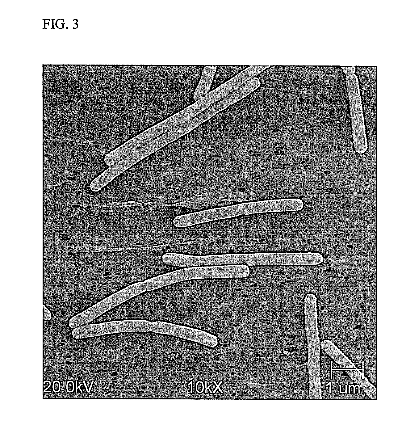 Ethanologenic Clostridium species, Clostridium coskatii