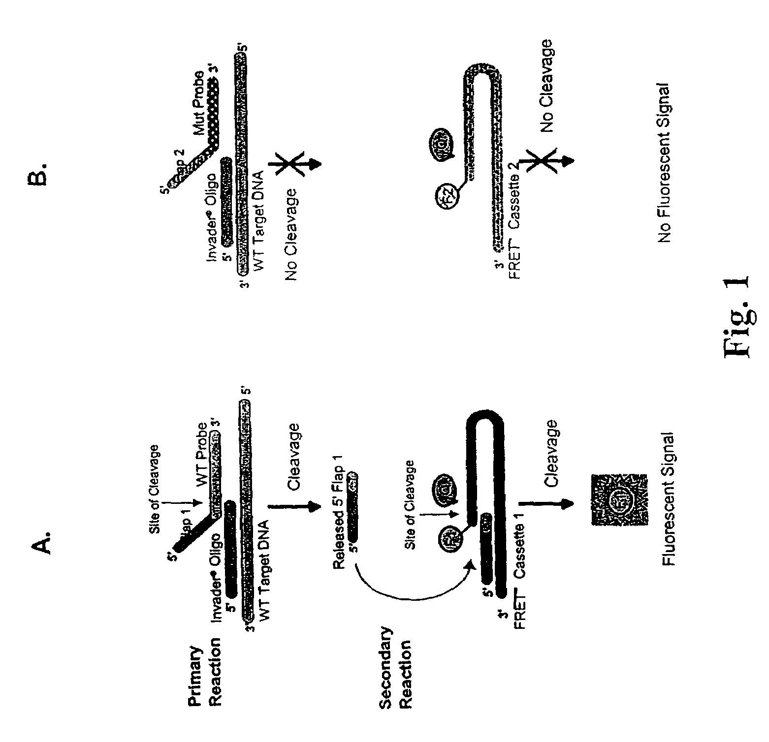 Determination of hepatitis C virus genotype