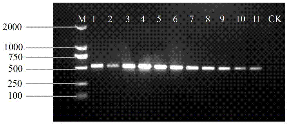 Method for quickly identifying pseudo-ginseng