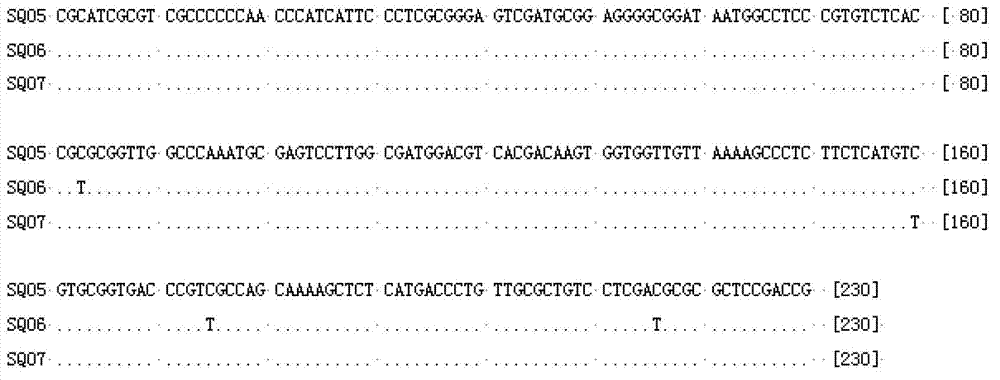 Method for quickly identifying pseudo-ginseng