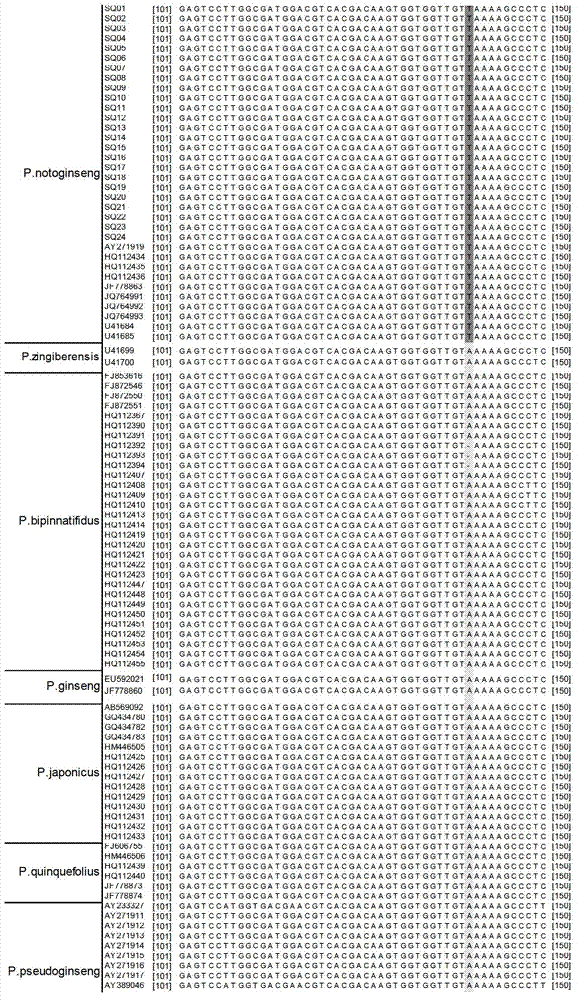 Method for quickly identifying pseudo-ginseng