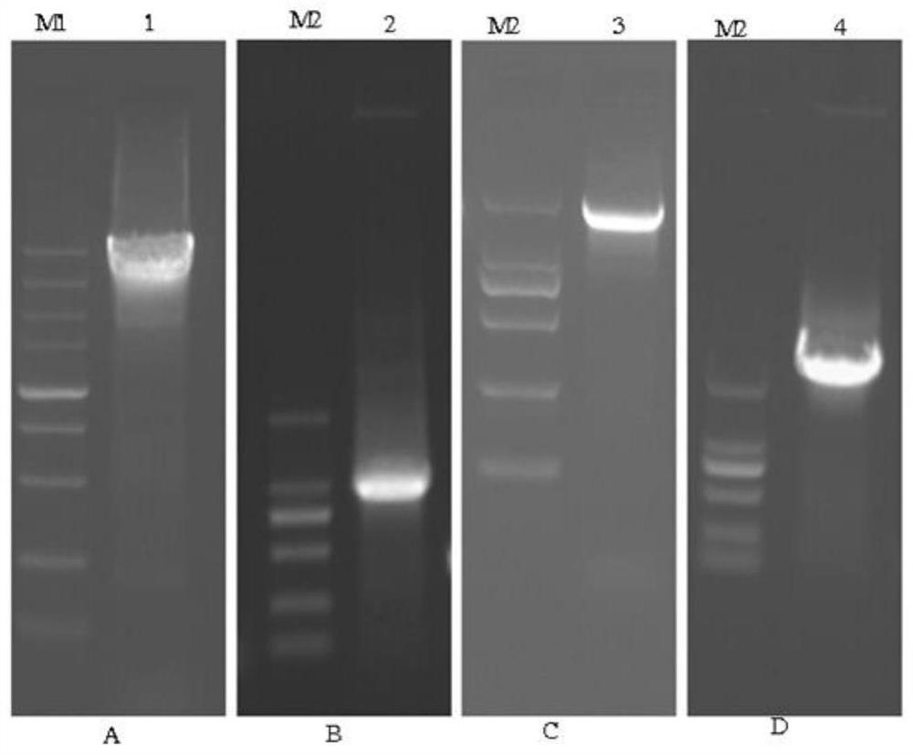 Double-luciferase-labeled bovine ephemeral fever virus protein compound and application thereof