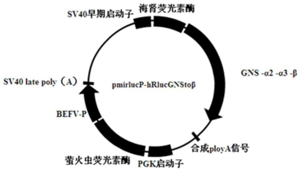 Double-luciferase-labeled bovine ephemeral fever virus protein compound and application thereof