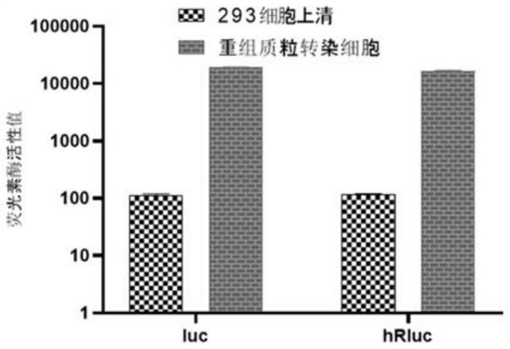 Double-luciferase-labeled bovine ephemeral fever virus protein compound and application thereof