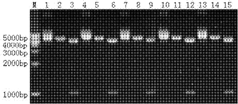 Clostridium difficile exotoxin A carboxy-terminal gene sequence with optimized codon and nucleic acid vaccine thereof