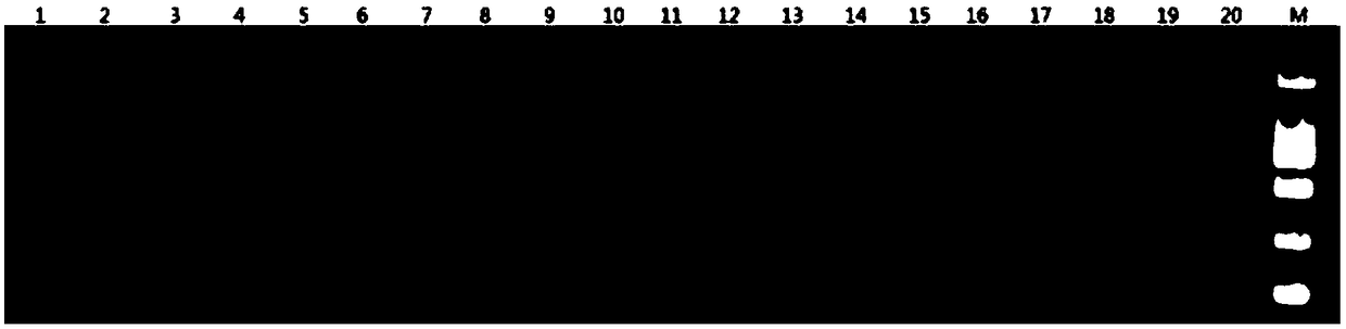 Detection method of palaemon carinicauda EC12 SNP marker