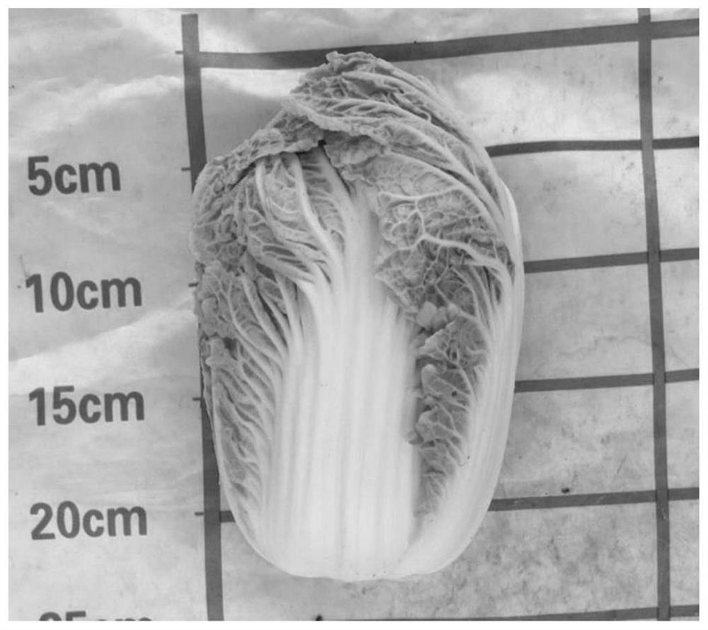 A method for creating late bolting Yutian Baojian cabbage and its application