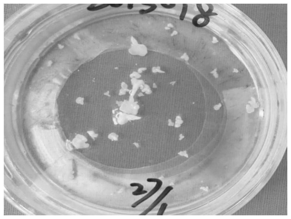 A method for creating late bolting Yutian Baojian cabbage and its application