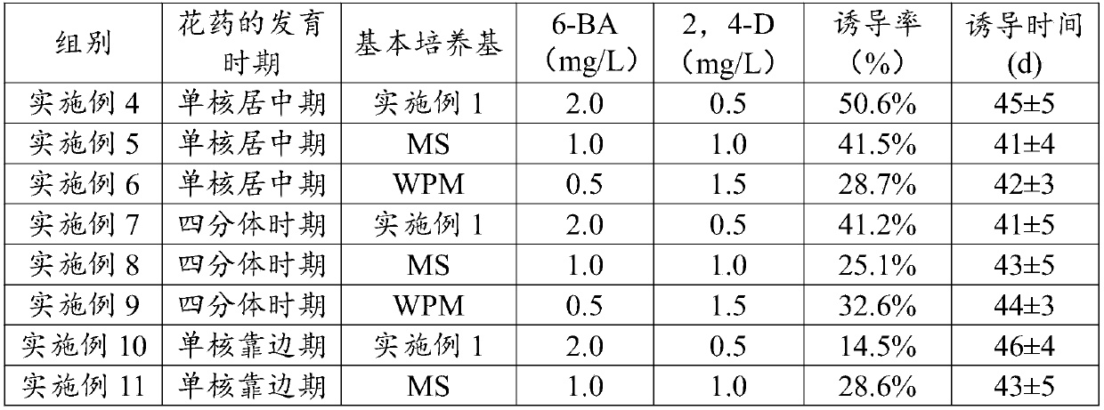 Method and culture medium for carrying out induction culture on regenerated plants by adopting pulsatilla chinensis anthers