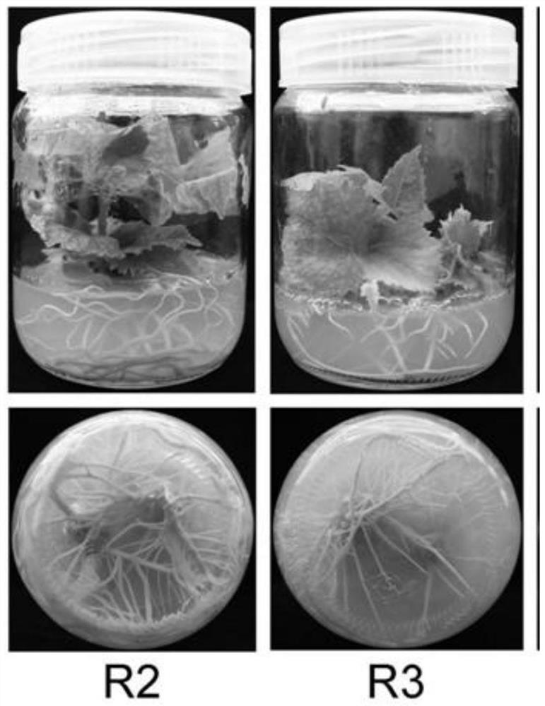 Medicinal mulberry winter bud tissue culture regeneration rapid propagation method